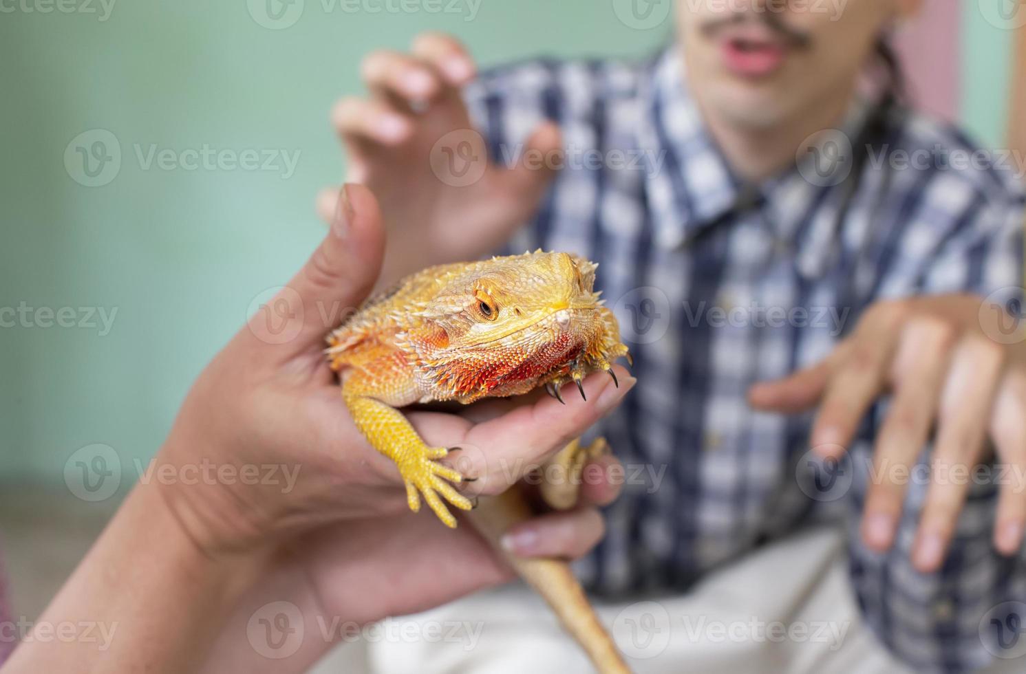 a amarelo lagarto dentro humano mãos é olhando às a Câmera. foto