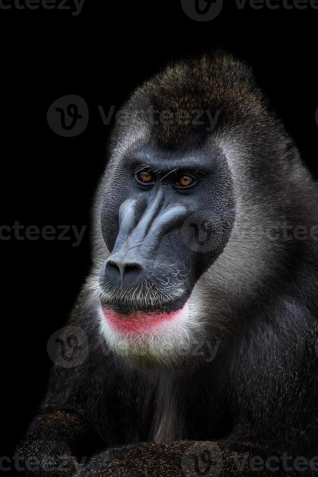 retrato do broca macaco, mandril leucophaeus. macaco cabeça isolado e Preto fundo. foto