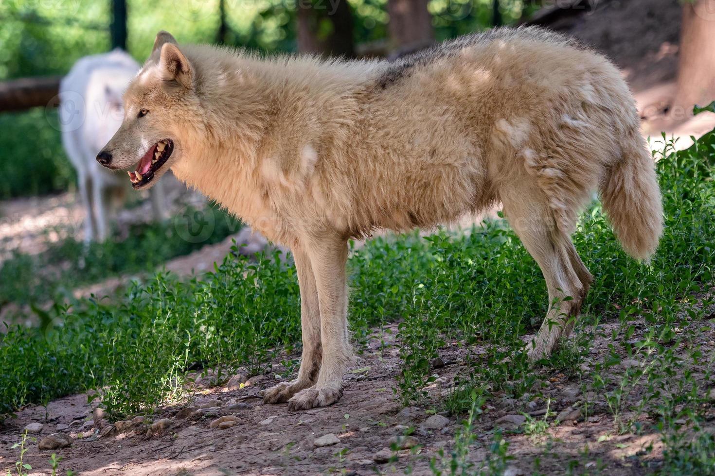 ártico lobo, Além disso conhecido Como a branco Lobo ou polar Lobo foto