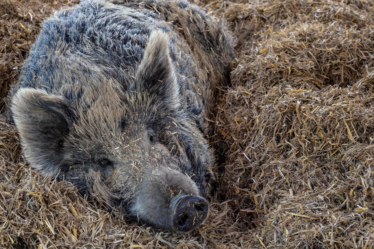 selvagem javali em repouso em uma Palha foto