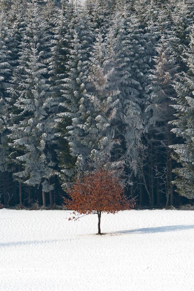 árvore solitária em cena de neve de inverno foto