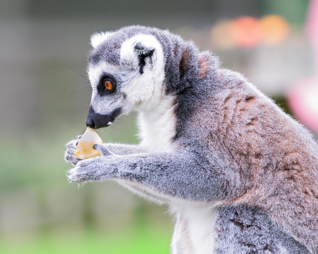 retrato de lêmure comendo uma maçã foto