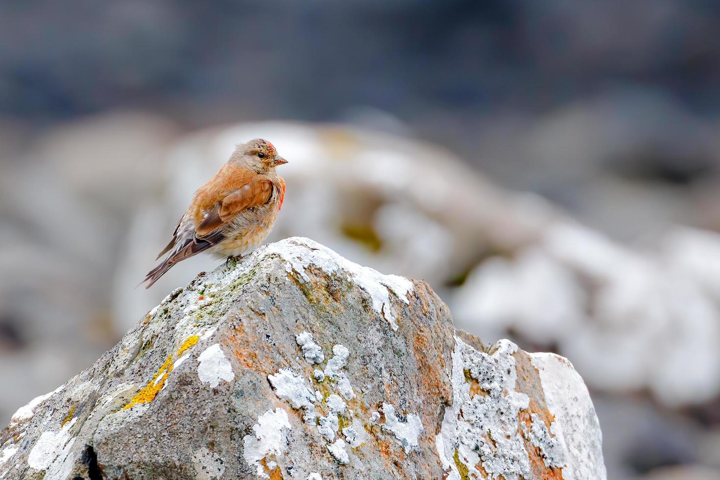 Linnet masculino em pé sobre uma rocha coberta de musgo branco foto