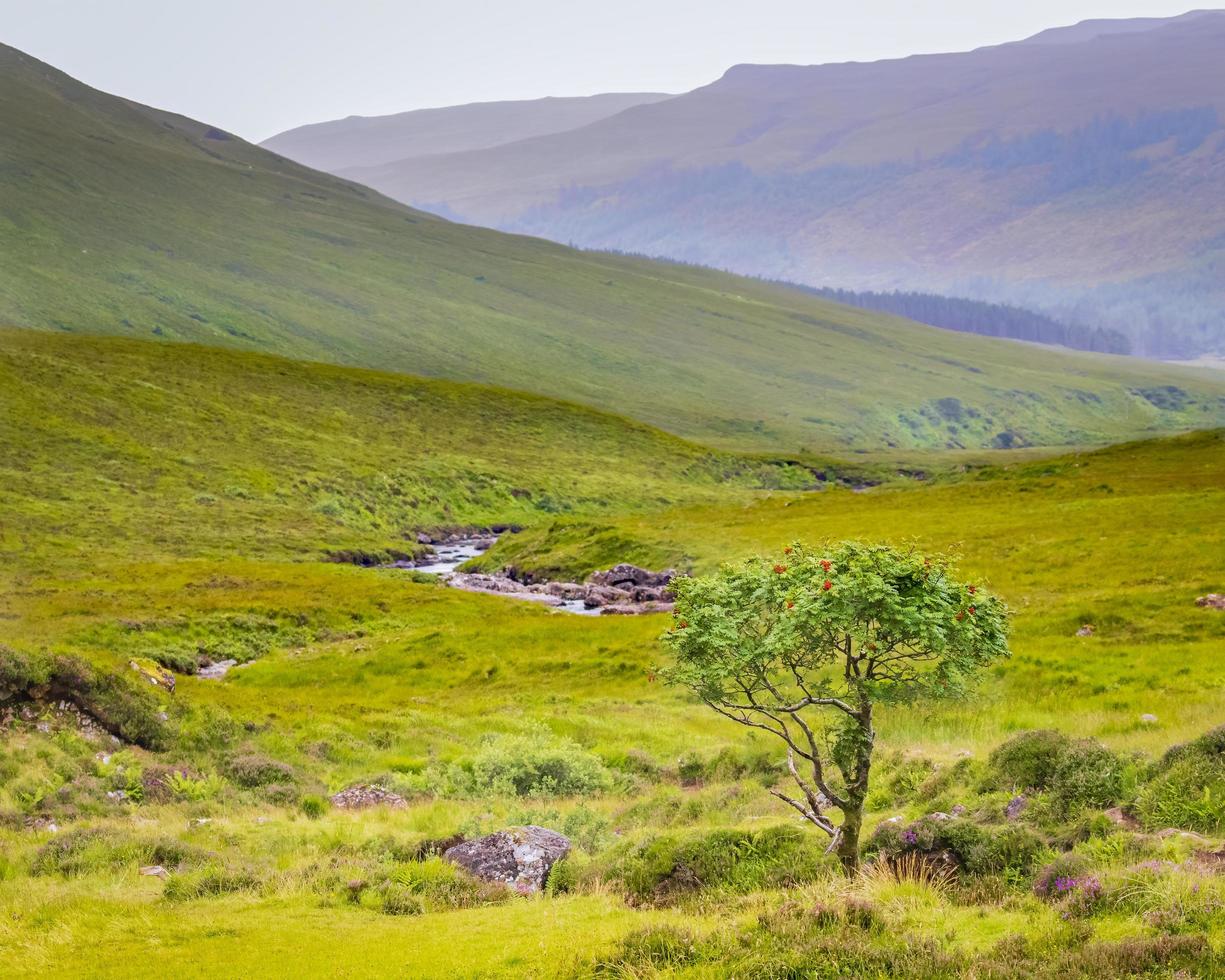 única árvore com bagas vermelhas entre urzes e rochas na ilha de skye, escócia, reino unido foto