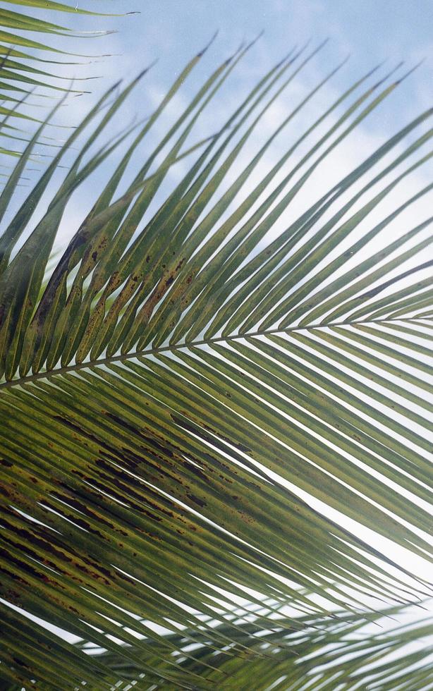 olhando acima às a Palma frondes foto