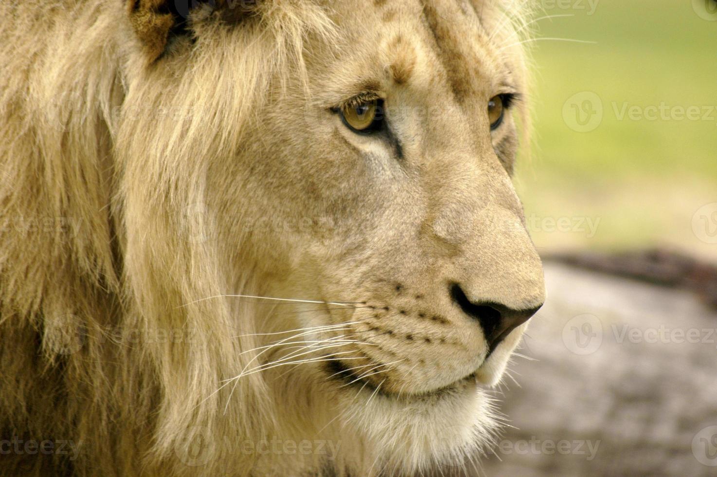 uma lado Visão perfil retrato do uma jovem adolescente masculino leão. foto