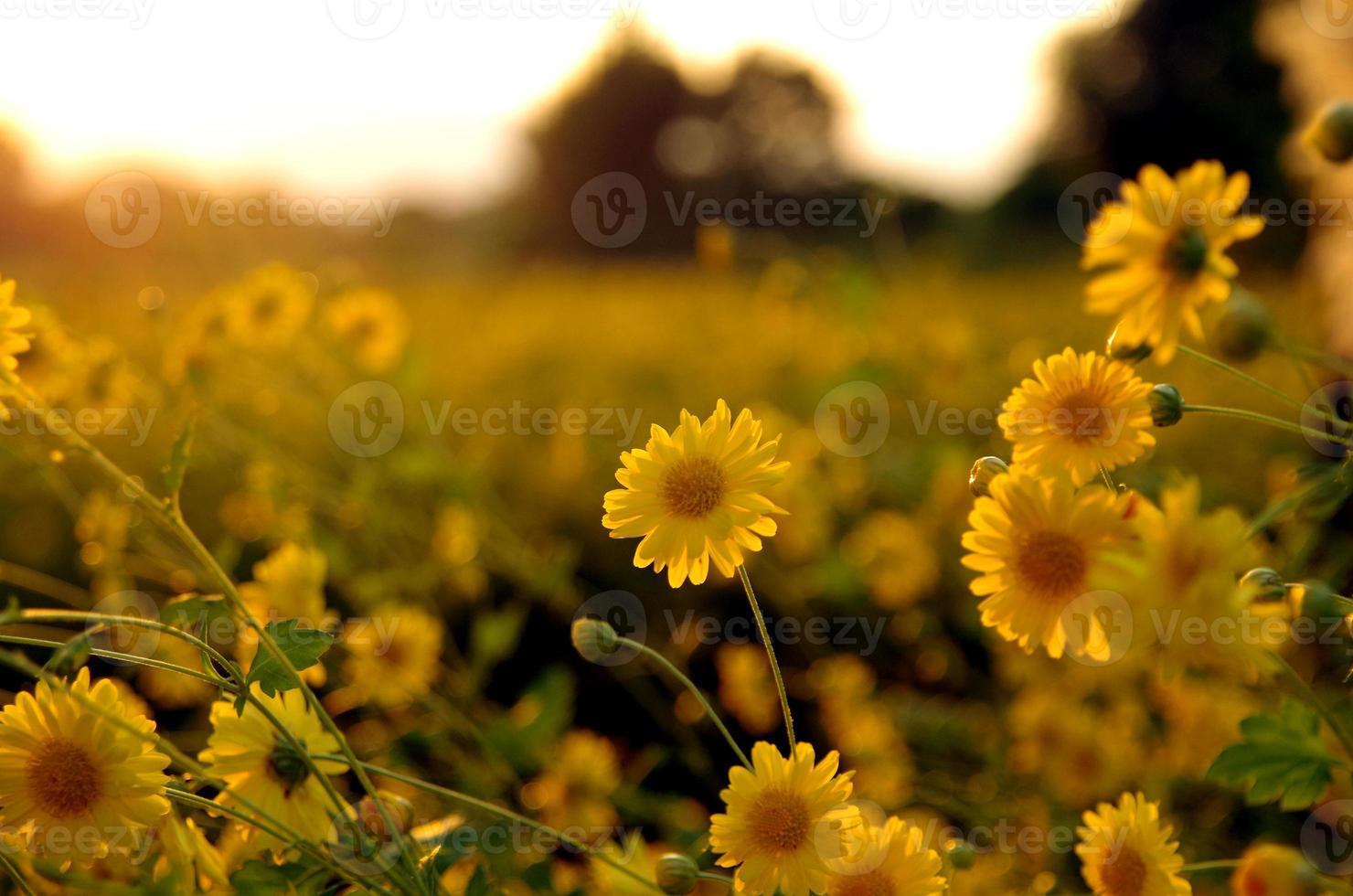 amarelo cosmos flores dentro a tarde luz foto