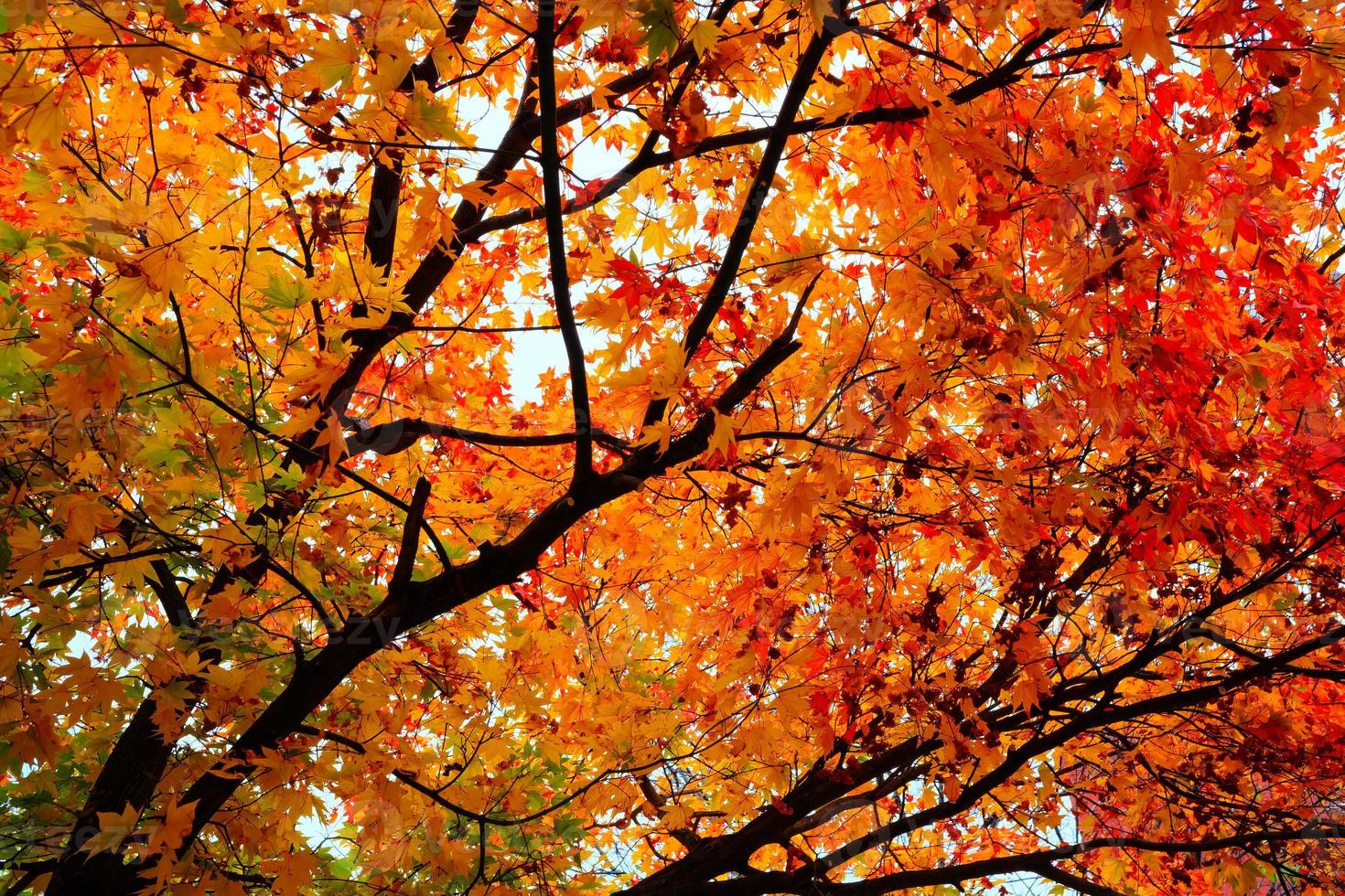 vermelho bordo folhas dentro outono. foto