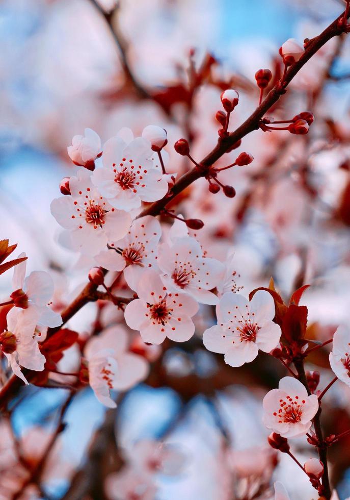 linda flor de cerejeira na primavera foto