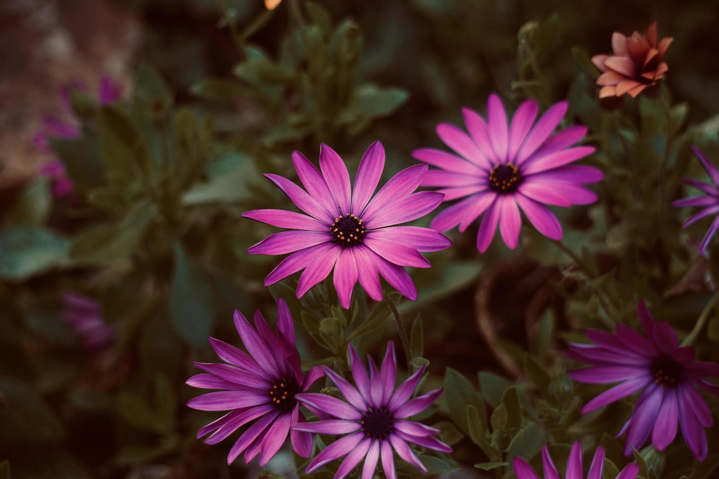 linda flor rosa no jardim na primavera foto