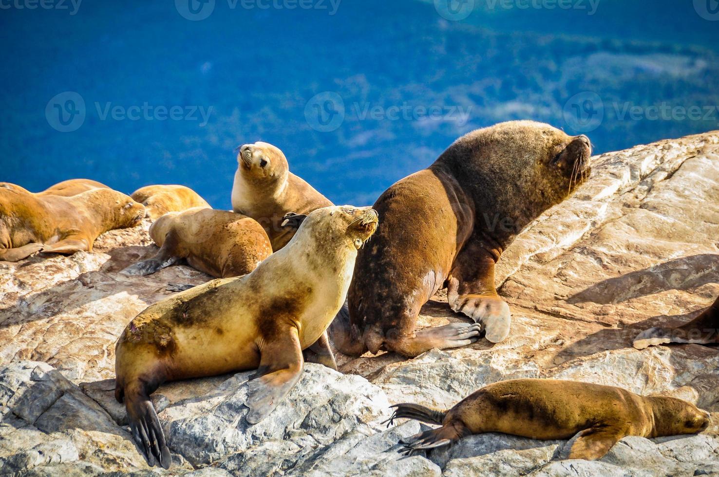 tocando focas no canal beagle, ushuaia, argentina foto