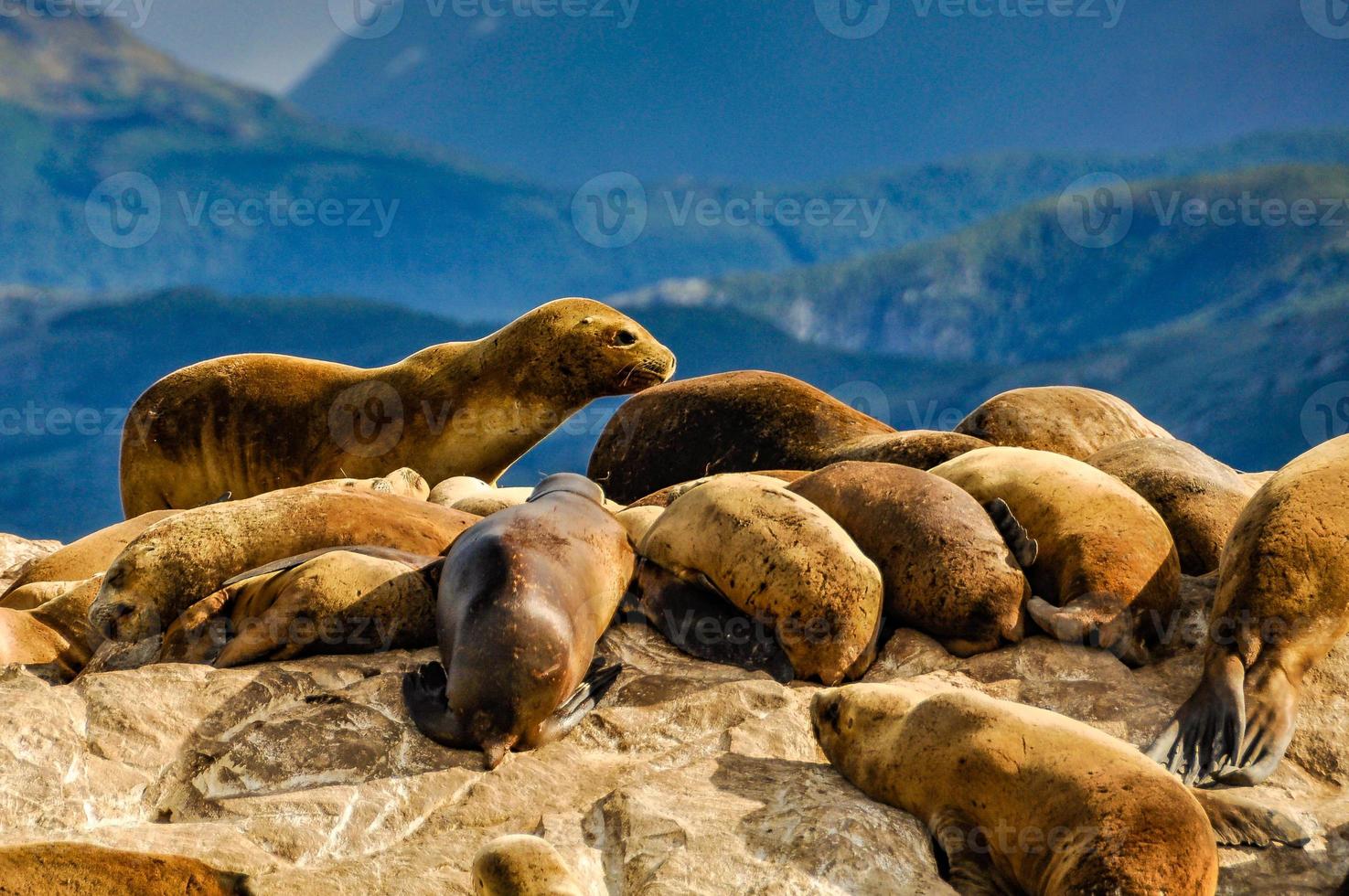 focas e leões marinhos, canal beagle, ushuaia, argentina foto