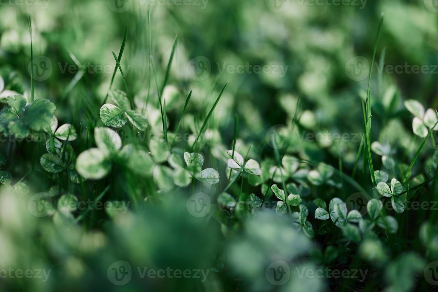 jovem verde trevo folha Relva e myrcrotrevo sementes e fertilizante para uma lindo gramado dentro a raios do pôr do sol verão luz, à moda fundo Projeto foto