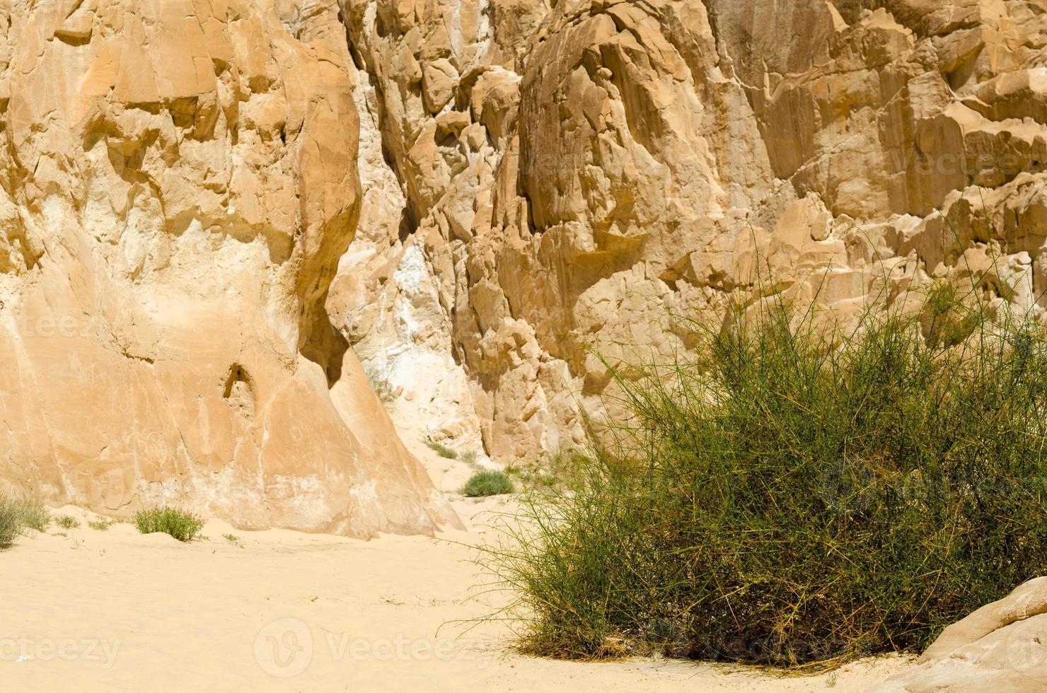 vegetação verde crescendo em um deserto foto