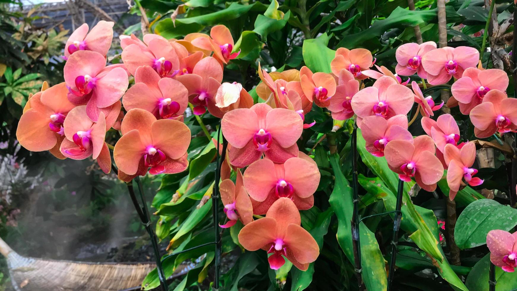 flor de orquídea laranja no jardim foto