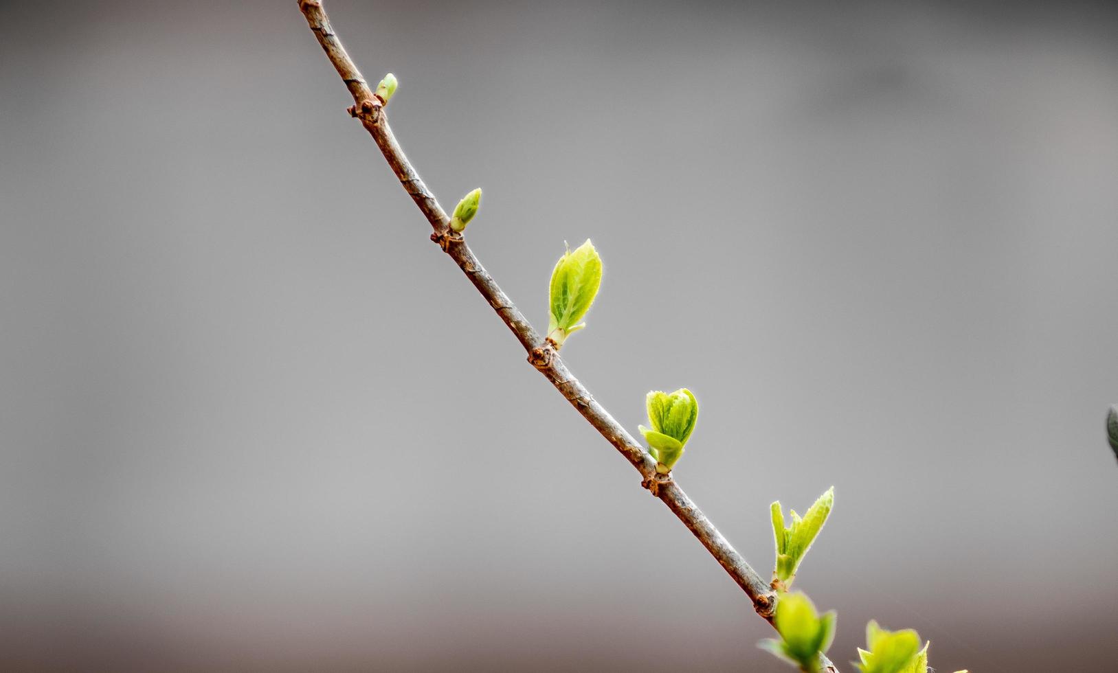 jovem verde folhas em uma árvore ramo dentro Primavera. Primavera fundo. foto