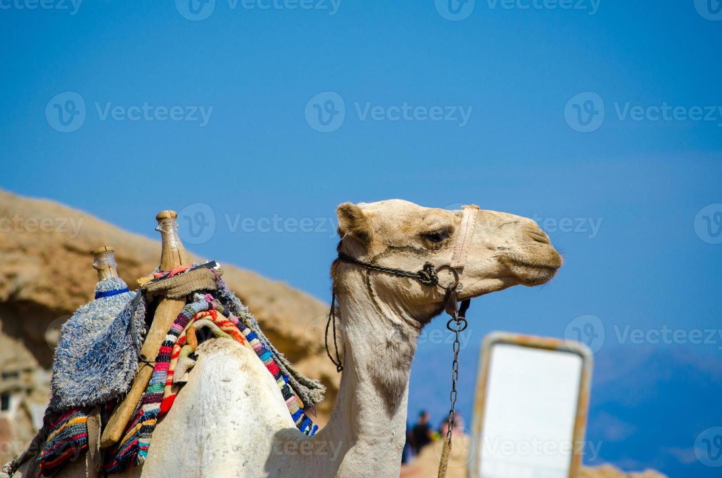 camelo com um sinal em branco foto