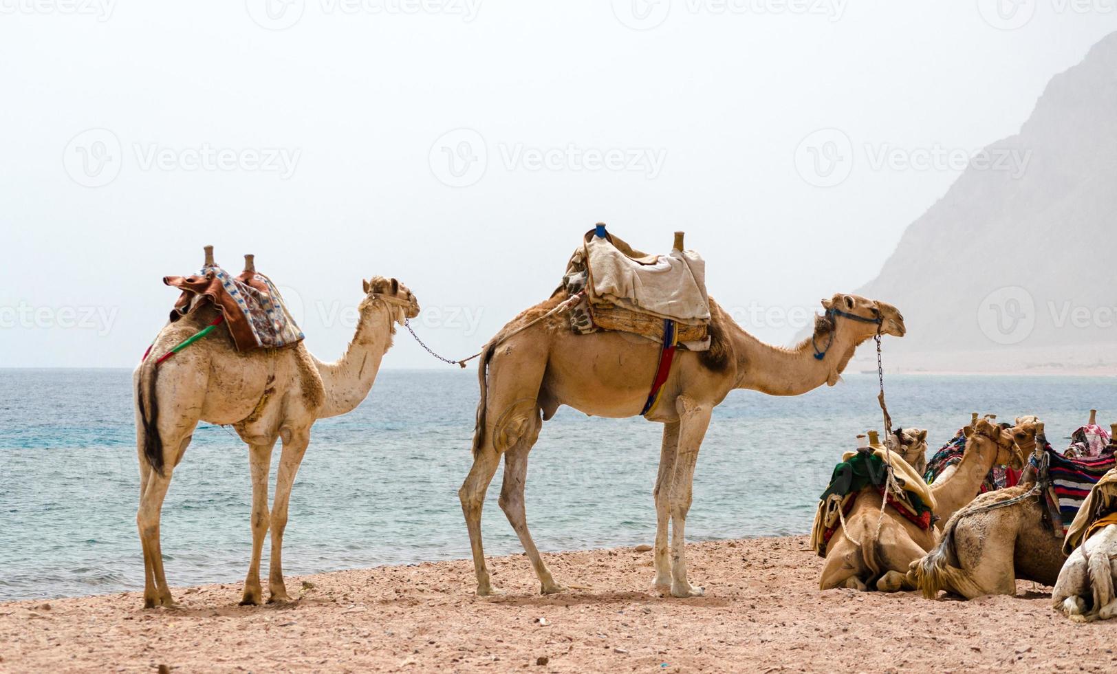 camelos em pé na praia foto