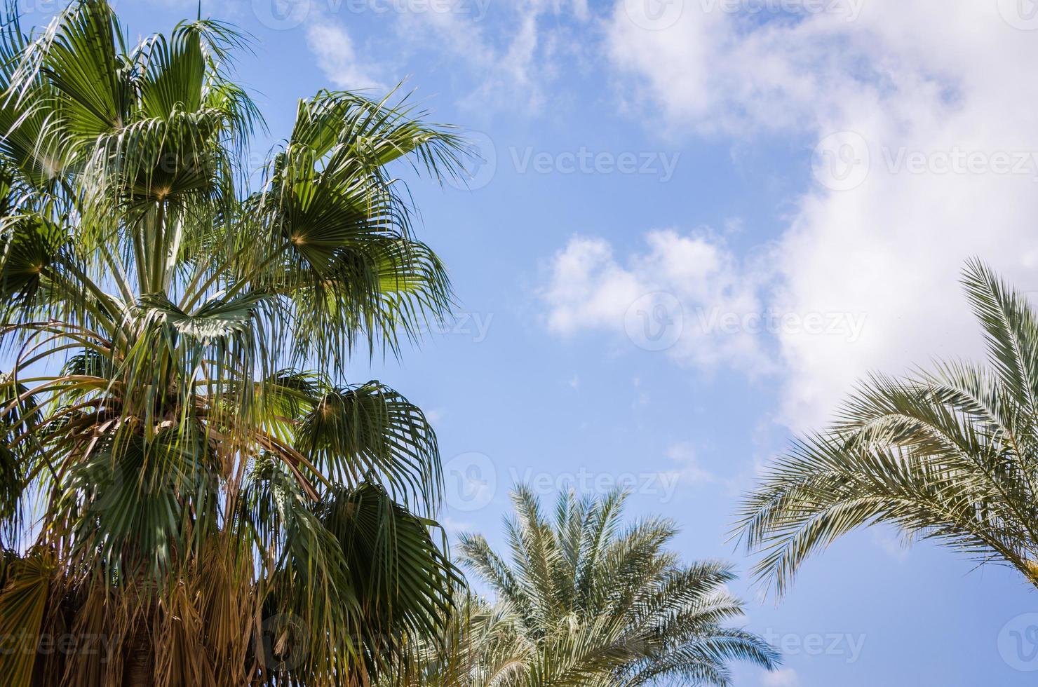 céu azul e palmeiras foto