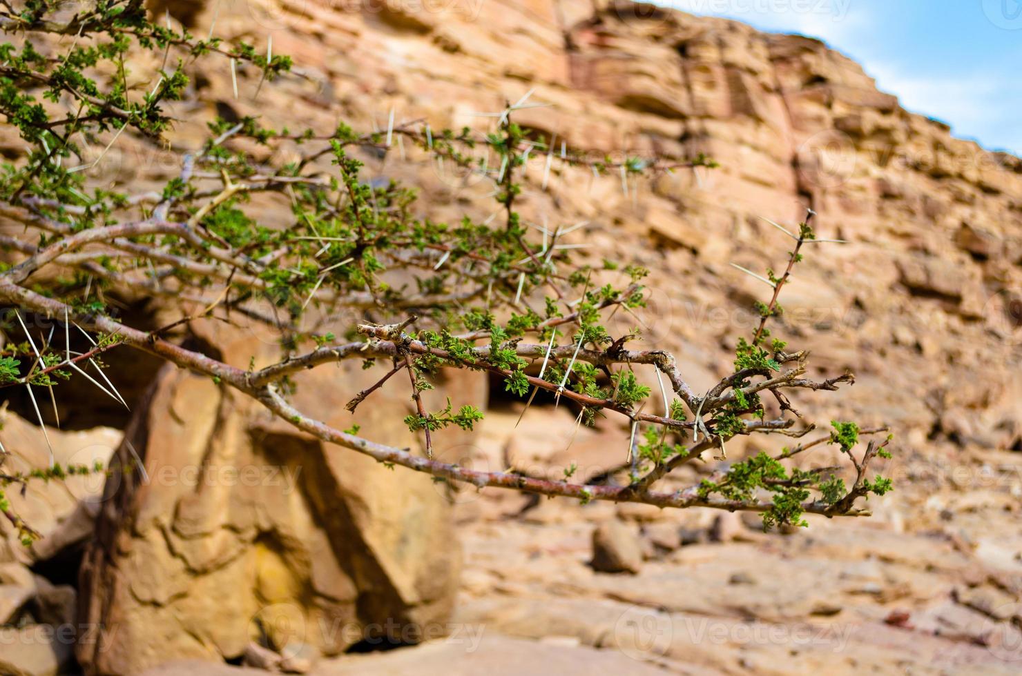 planta verde no deserto foto