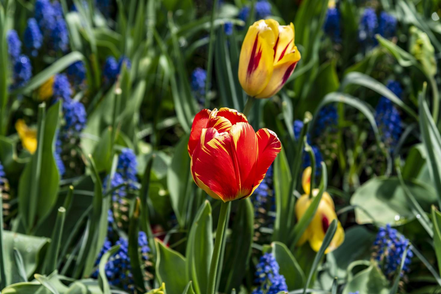 flores vermelhas, amarelas e azuis foto