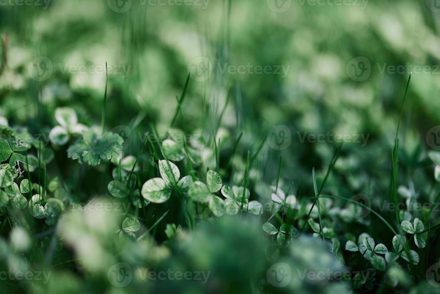 jovem verde folhas jib fechar-se, fresco gramado Relva dentro verão em a terra dentro luz solar para uma tela protetor, zombar acima foto