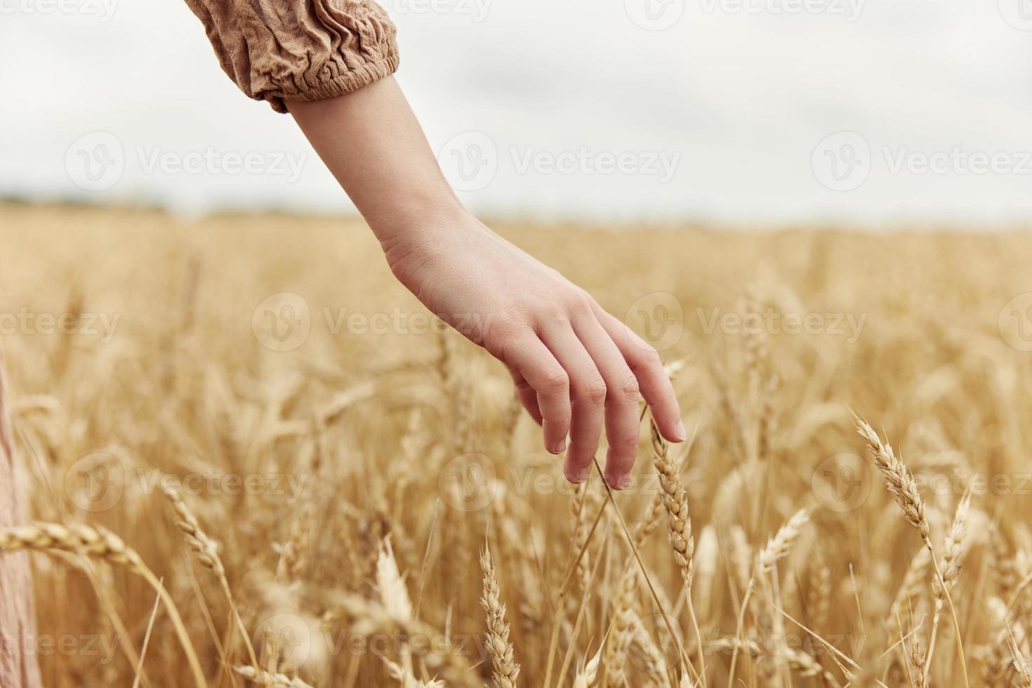 mão a agricultor preocupado a amadurecimento do trigo orelhas dentro cedo verão sem fim campo foto