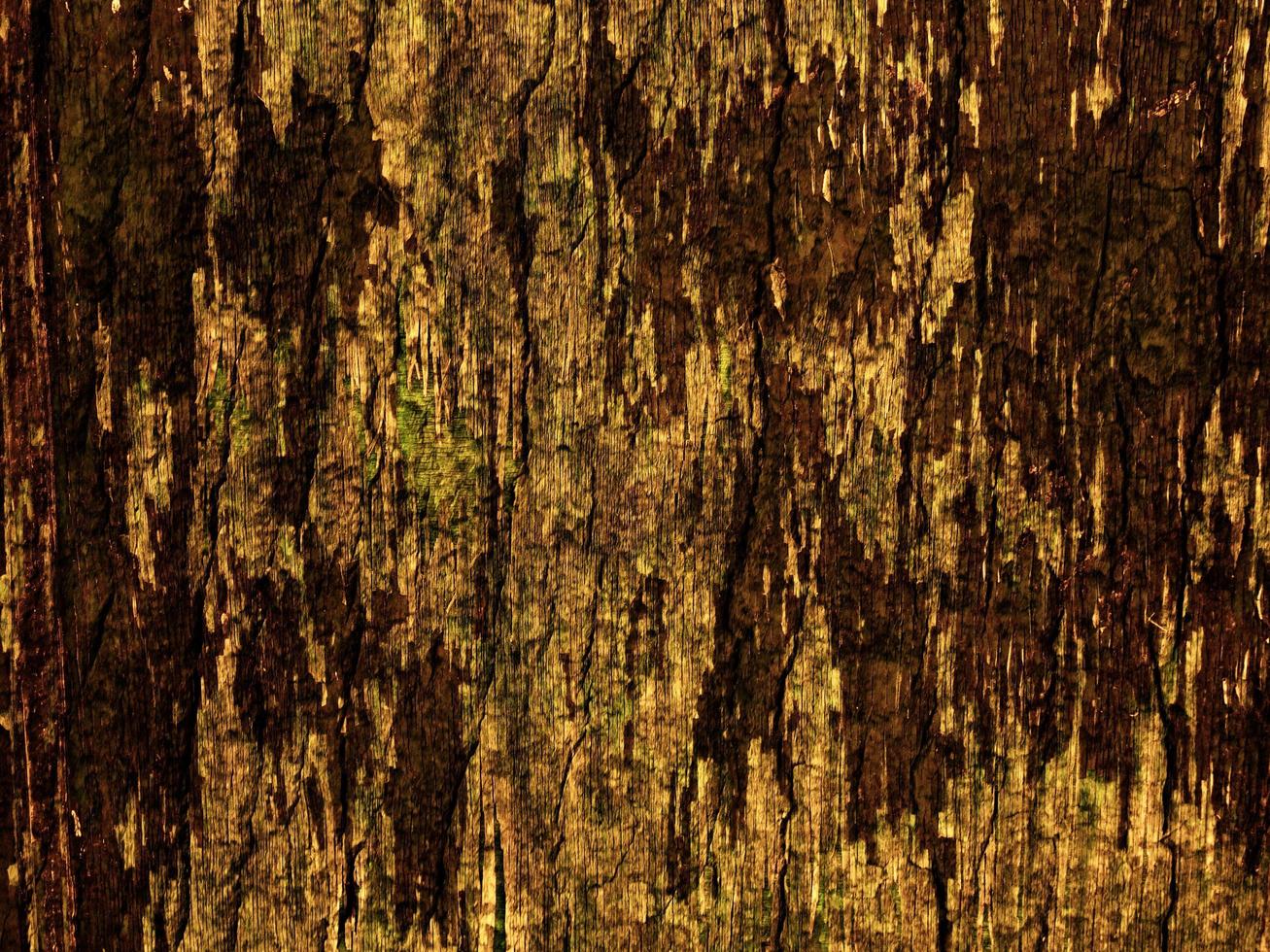 close-up de casca de árvore para plano de fundo ou textura foto