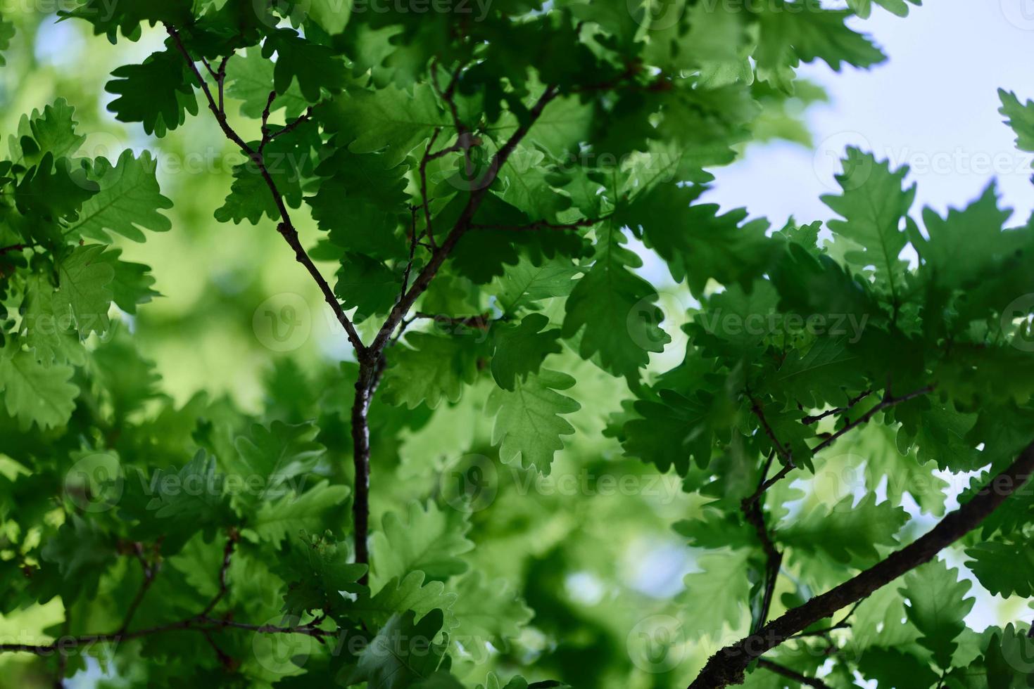 lindo fresco Primavera verde folhas do a carvalho árvore em a galhos contra a azul céu foto