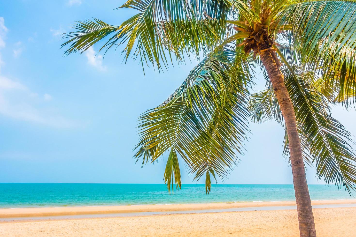 linda palmeira na praia foto