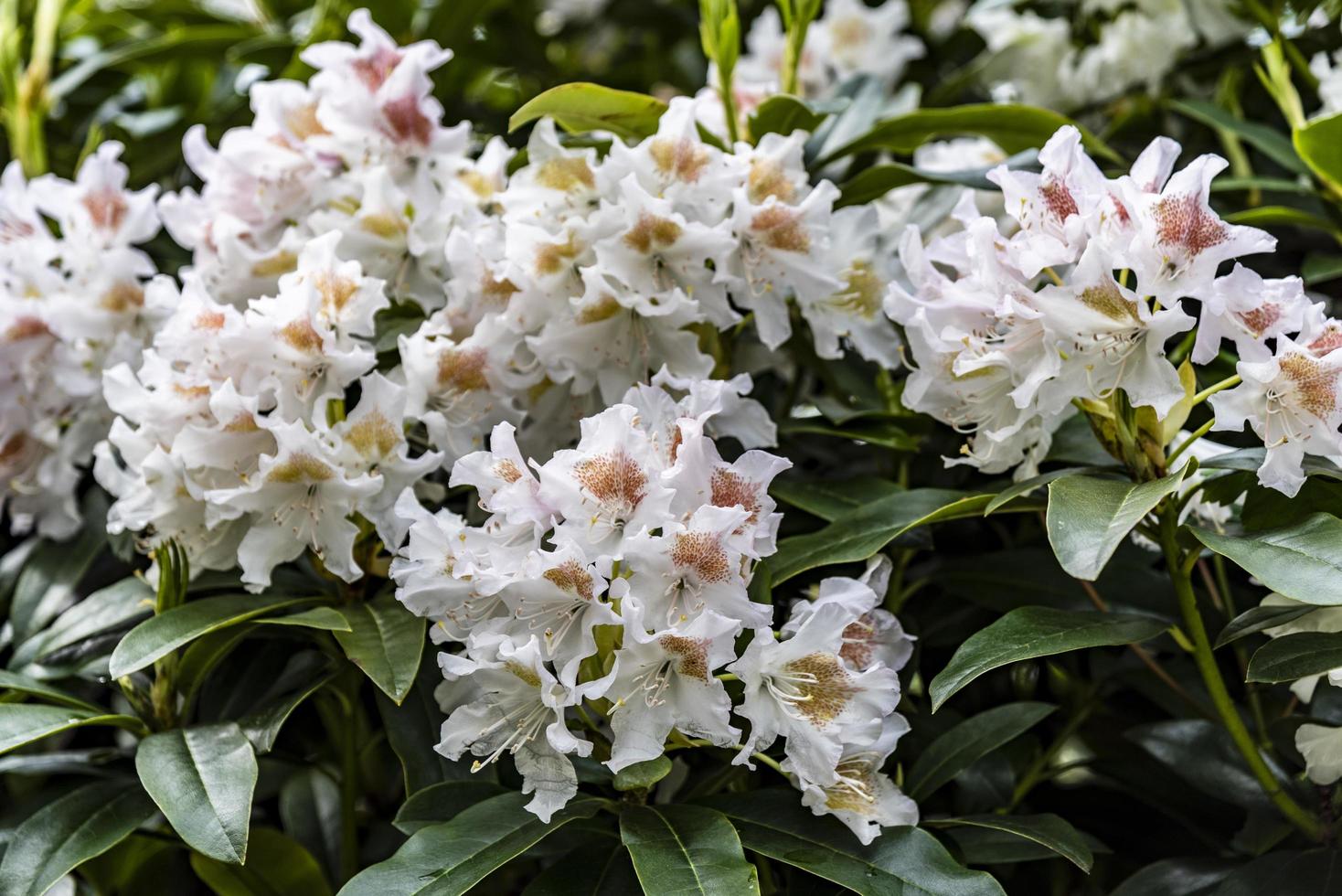 flores brancas e amarelas em um arbusto foto