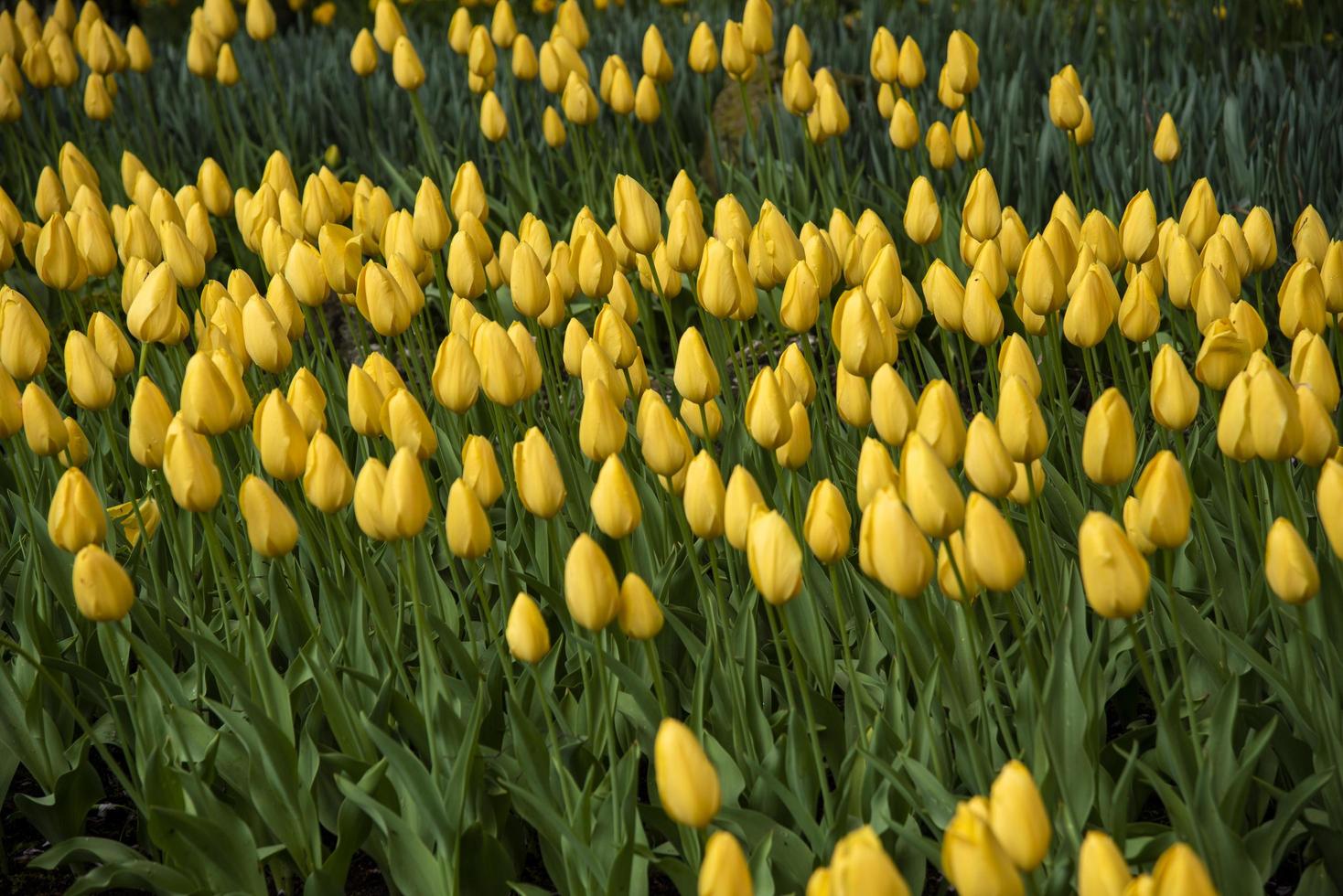 botões de tulipas amarelas prestes a florescer foto