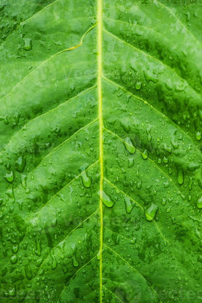 folha verde com gotas de água foto