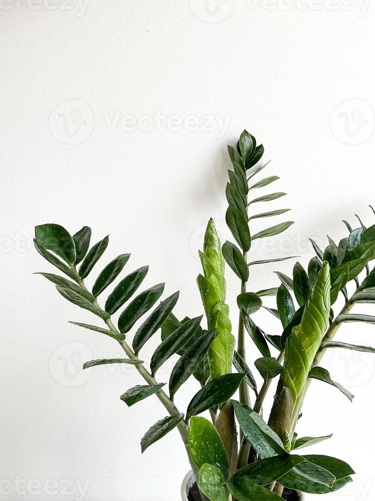 zamioculcas zamiifolia dentro uma branco Panela isolado foto