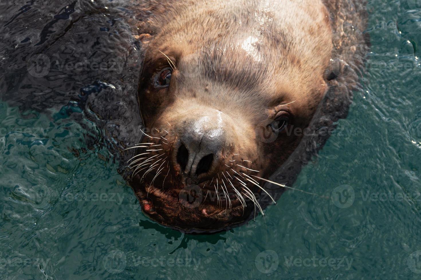 selvagem mar mamífero animal Steller mar leão nada dentro frio água pacífico oceano foto