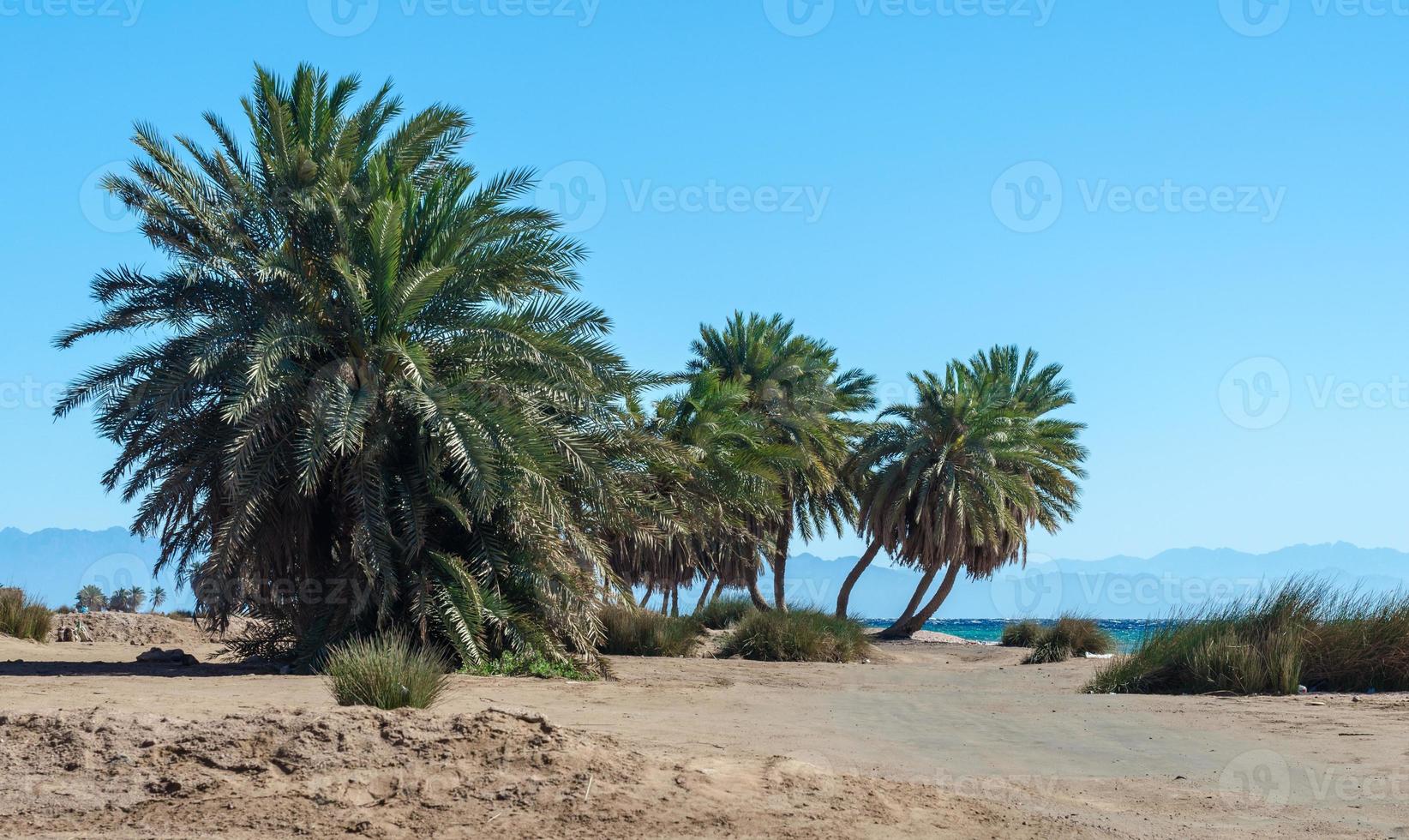 palmeiras na praia foto