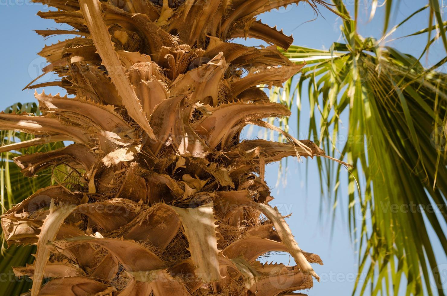 palmeira close-up foto