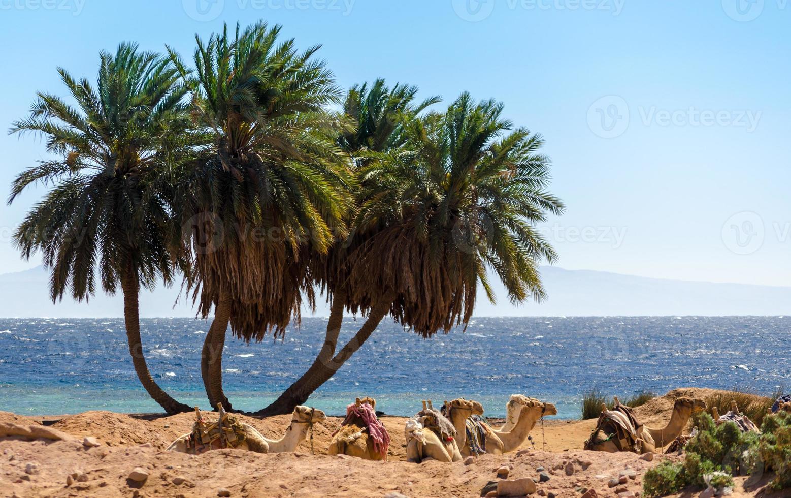 palmeiras e camelos foto