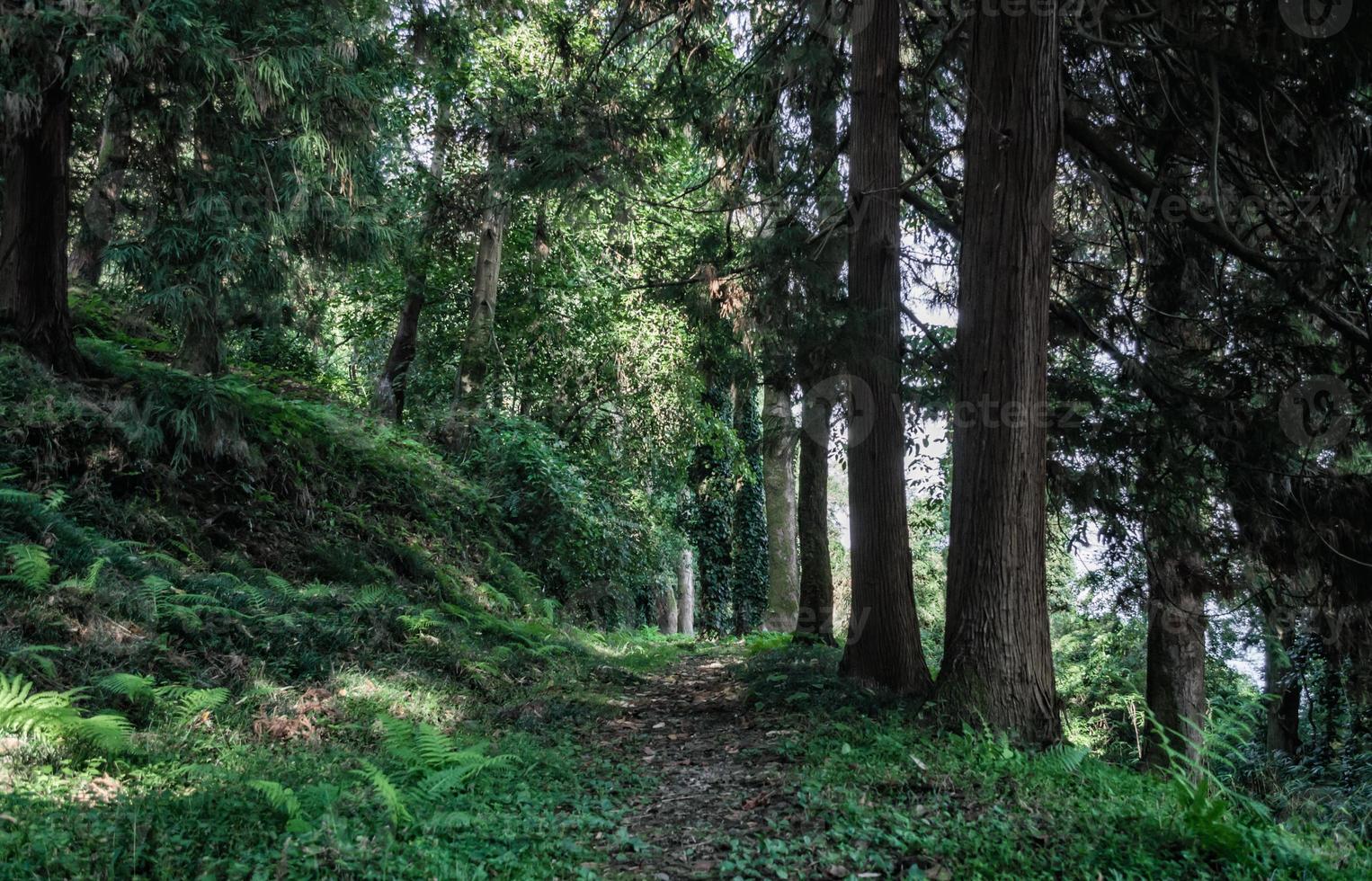 trilha de caminhada em uma floresta foto