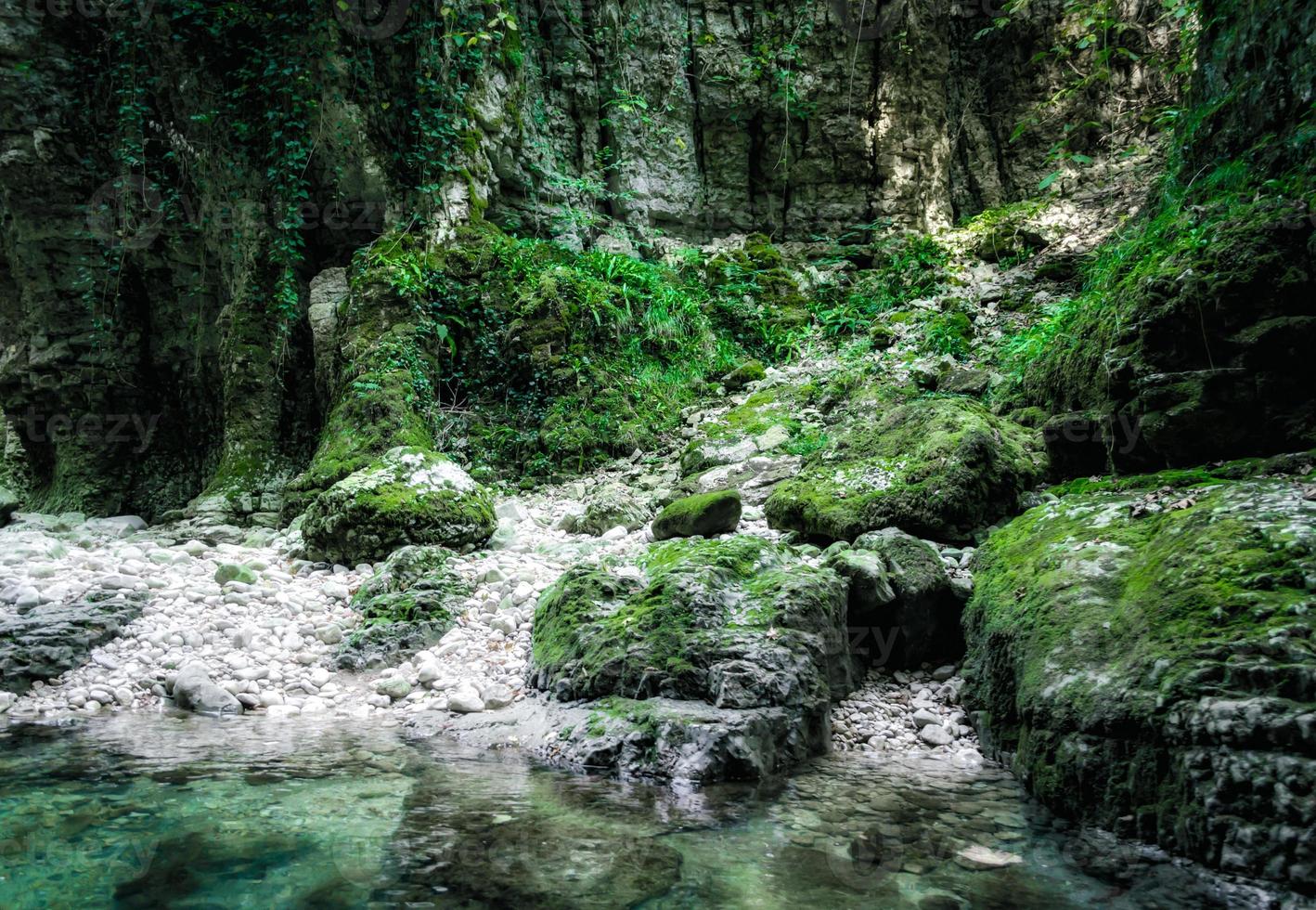 musgo nas rochas foto