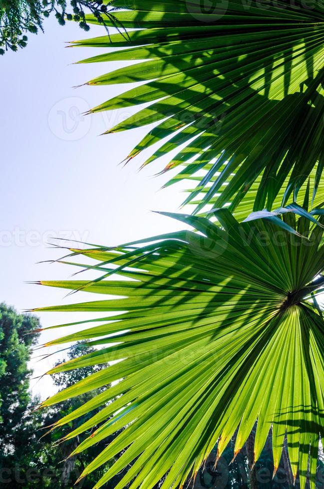 folhas de palmeira verde foto