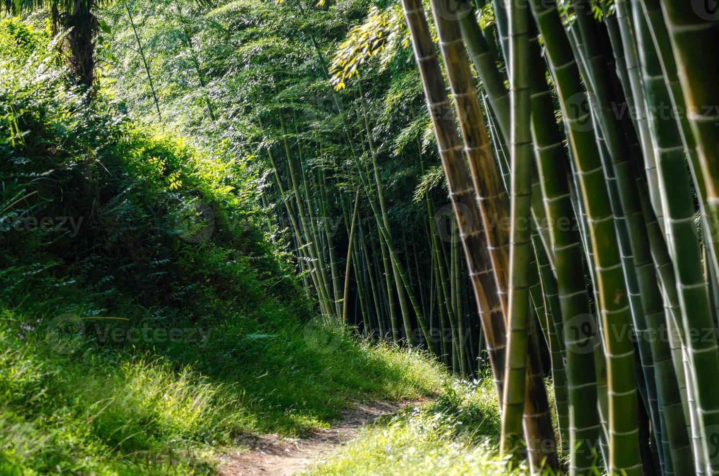 floresta tropical com árvores de bambu foto