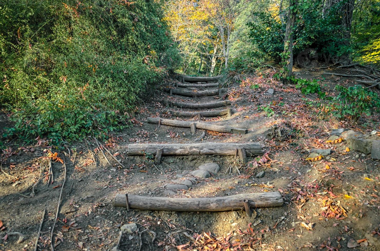 trilha com escada de madeira foto