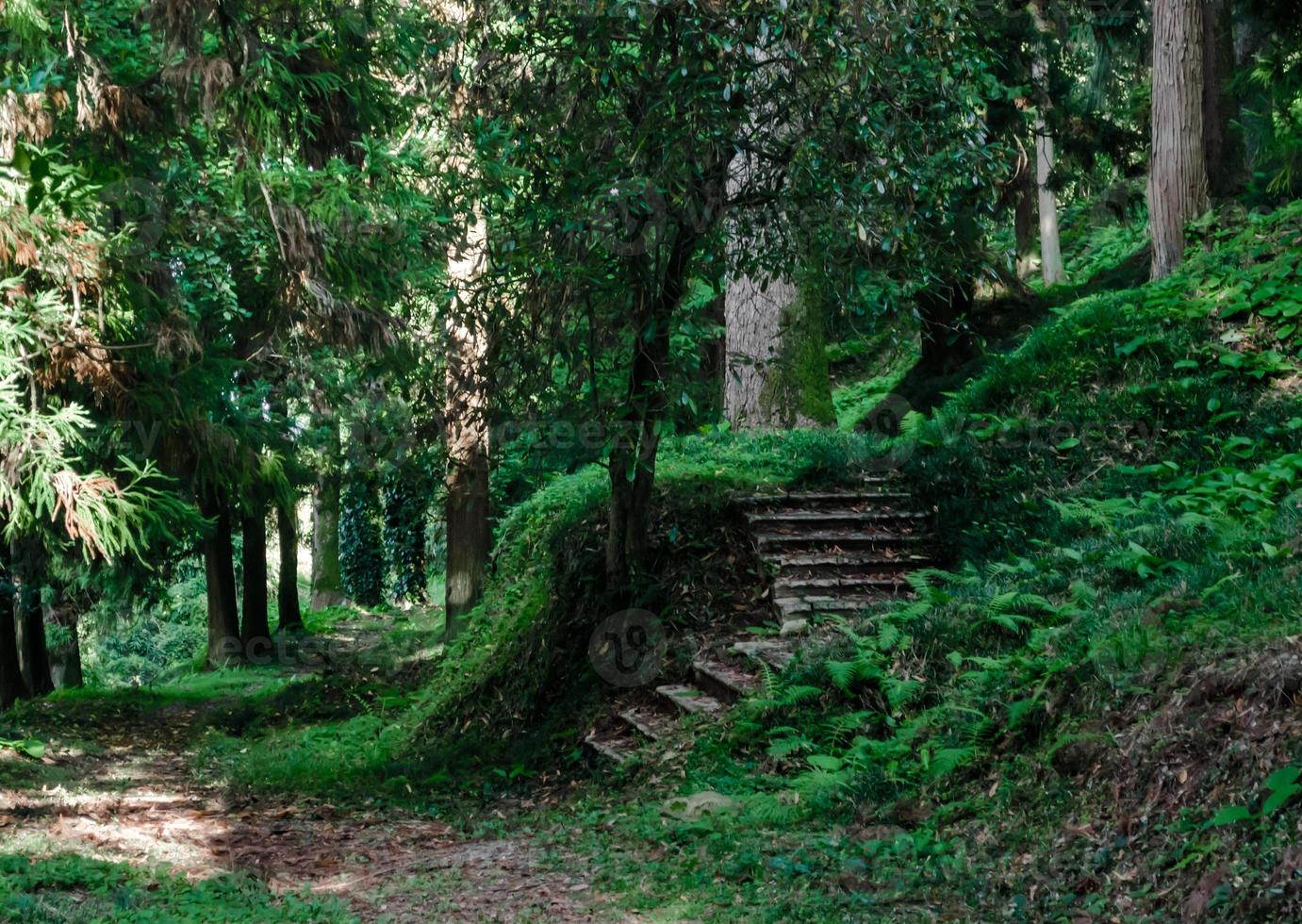 escadas em uma floresta foto