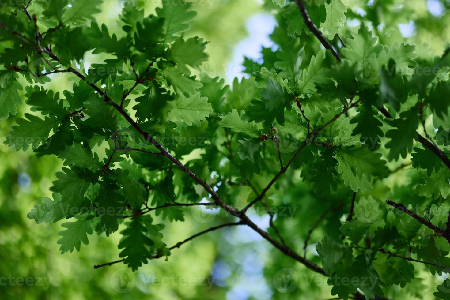 a verde folhas do a carvalho árvore em a galhos brilho contra a azul céu, a luz solar. planeta ecologia flora foto
