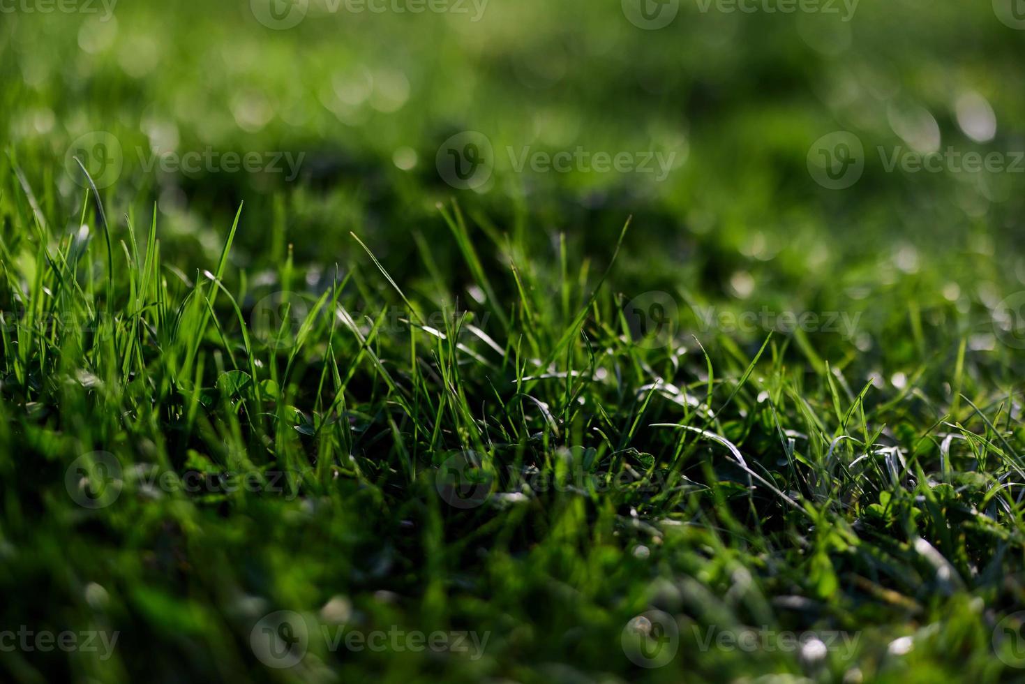 Visão do jovem verde Relva dentro uma parque, ocupado fechar-se com uma lindo embaçamento do a fundo. protetor de tela foto