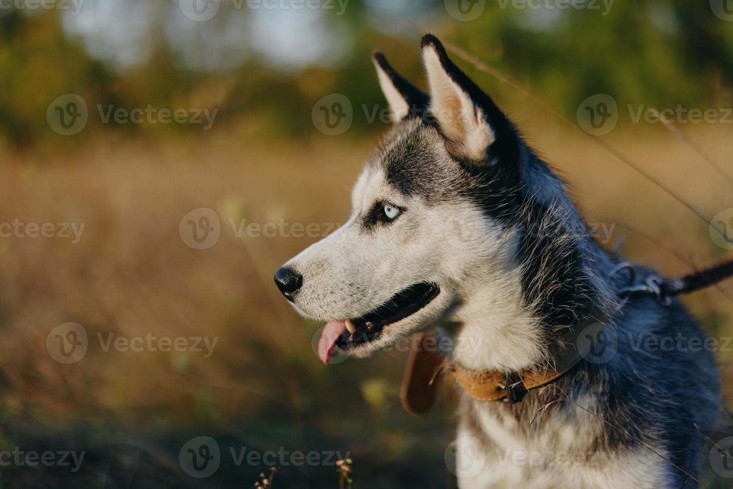 retrato do uma rouco cachorro dentro natureza dentro a outono Relva com dele língua degola Fora a partir de fadiga para dentro a pôr do sol felicidade cachorro foto