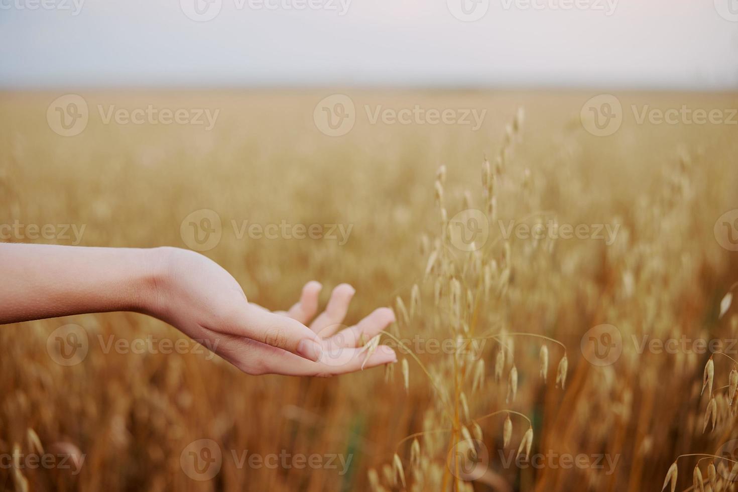 humano mão trigo Campos agricultura colheita estilo de vida foto