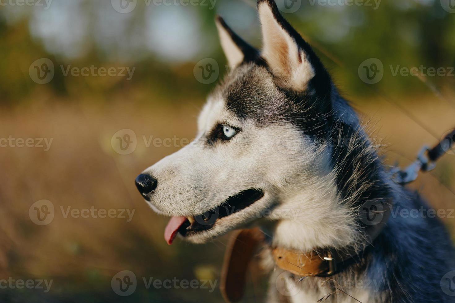 retrato do uma rouco cachorro dentro natureza dentro a outono Relva com dele língua degola Fora a partir de fadiga para dentro a pôr do sol felicidade cachorro foto