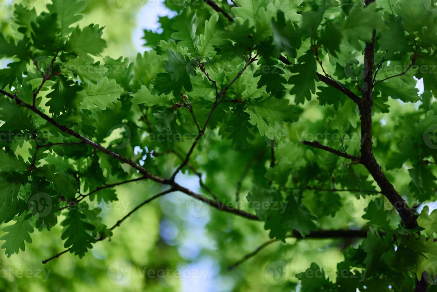 a verde folhas do a carvalho árvore em a galhos brilho contra a azul céu, a luz solar. planeta ecologia flora foto